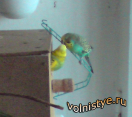 Кормление самки волнистого попугая в гнездовом домике