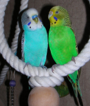 Волнистые попугаи слева самец, справа самка