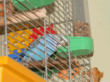 Волнистый попугай ест из кормушки