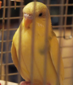 Волнистый попугай Джеси
