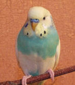 Волнистый попугай Кеша