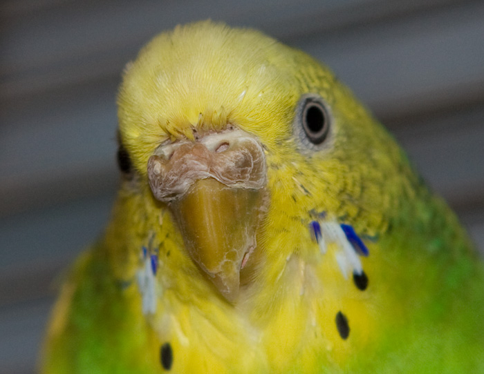 Гиперкератоз у попугая