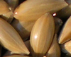 Канареечное семя