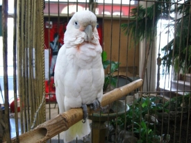 Попугаи какаду заняты производством и обучением
