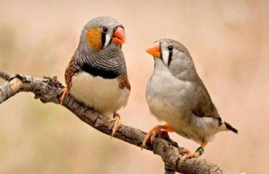 О чем поют птицы