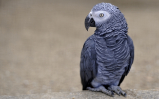 запрет на торговлю африканскими серыми попугаями