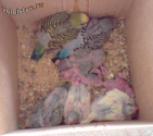 Птенцы в гнездовом домике