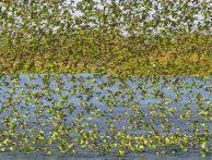 Стая волнистых попугаев на водопое