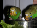 Волнистые попугаи светло-зеленые с нормальной волной