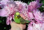 Волнистые попугаи светло-зеленые с нормальной волной