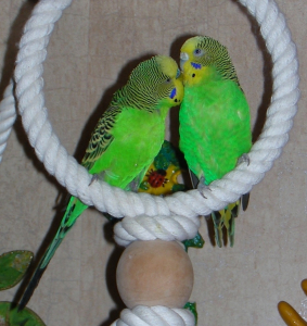 pair of parrots 2.2 fill