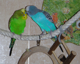 pair of parrots 3.1 fill