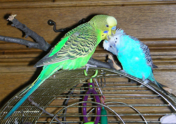 pair of parrots 3.2 fill