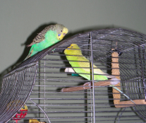 pair of parrots 4.2 fill