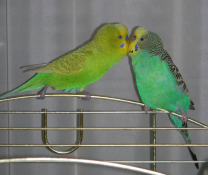 pair of parrots 4.3 fill