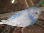 Волнистый попугай голубой спенгл
