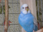 Волнистый попугай голубой спенгл